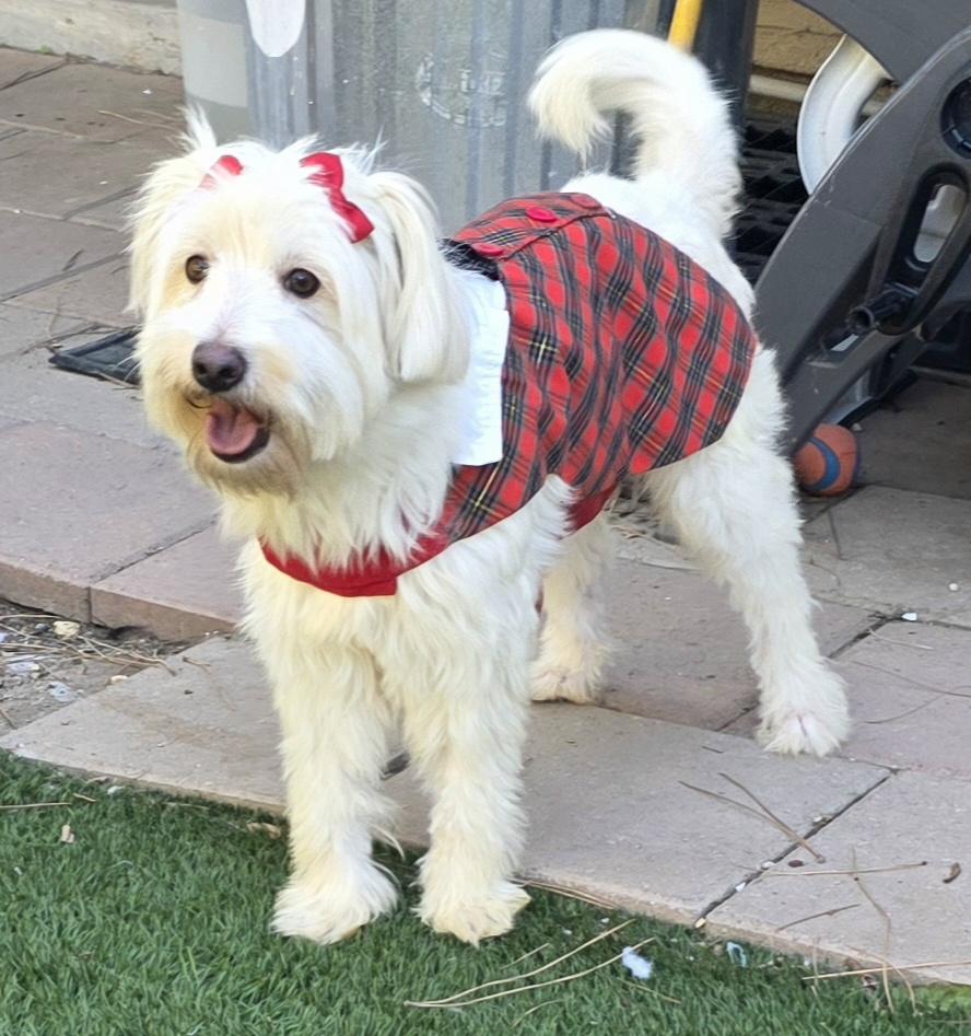 Enlarge Tessa, a Adoptable Maltipoo in Fallbrook, CA image 4/6