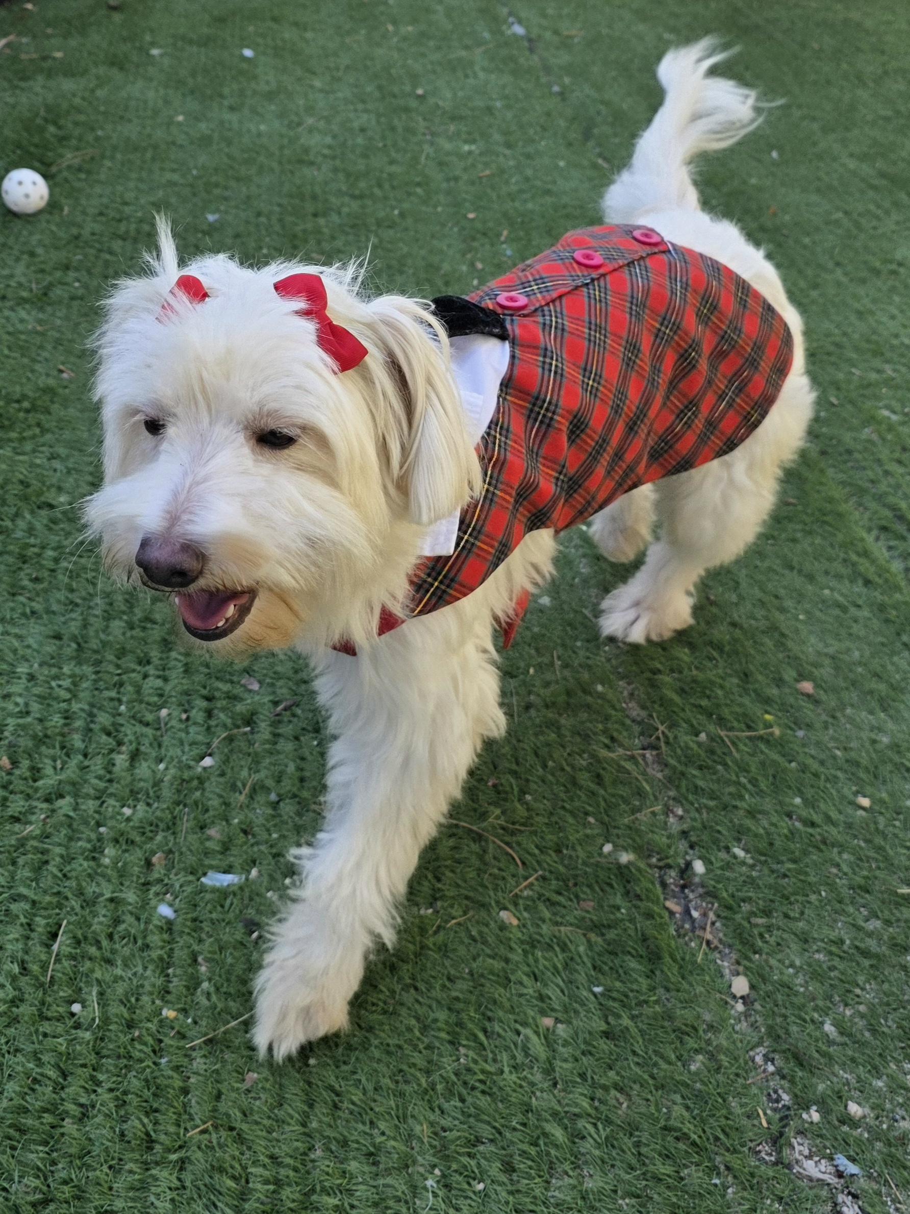 Enlarge Tessa, a Adoptable Maltipoo in Fallbrook, CA image 2/6