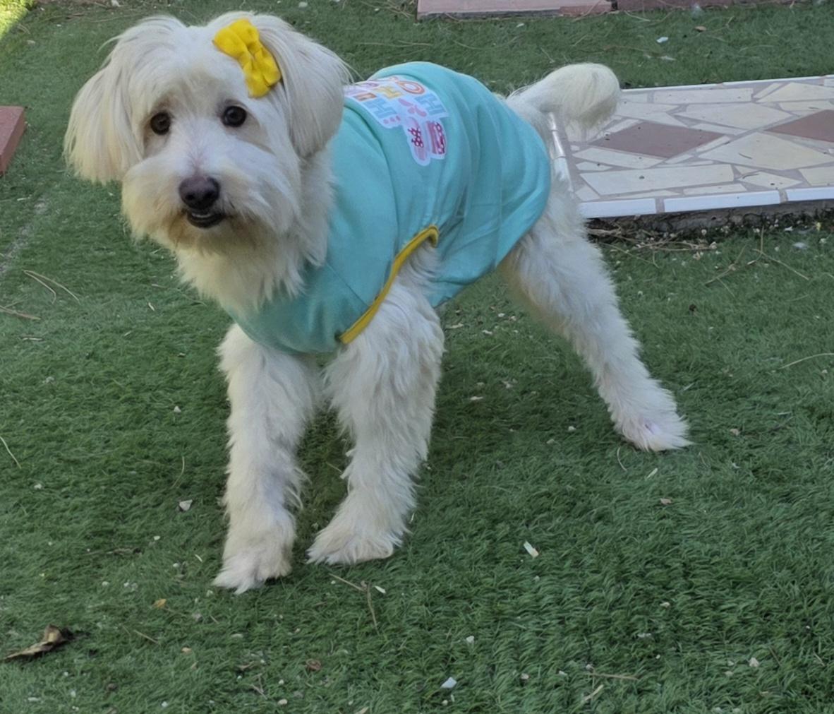 Enlarge Tessa, a Adoptable Maltipoo in Fallbrook, CA image 6/6
