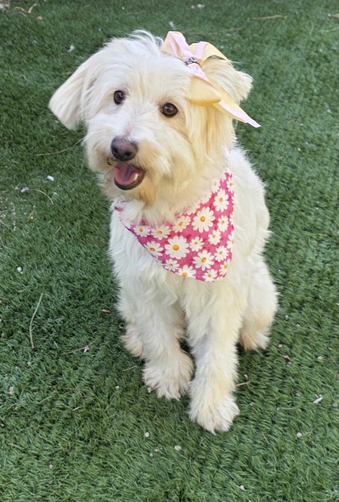 Enlarge Tessa, a Adoptable Maltipoo in Fallbrook, CA image 3/6
