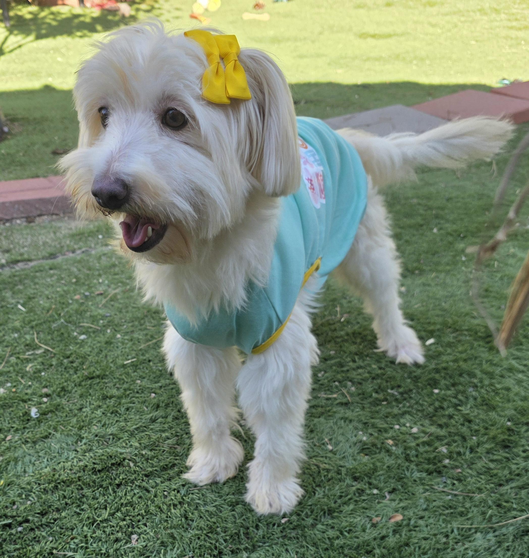 Tessa, Adoptable, Young Female Maltipoo.