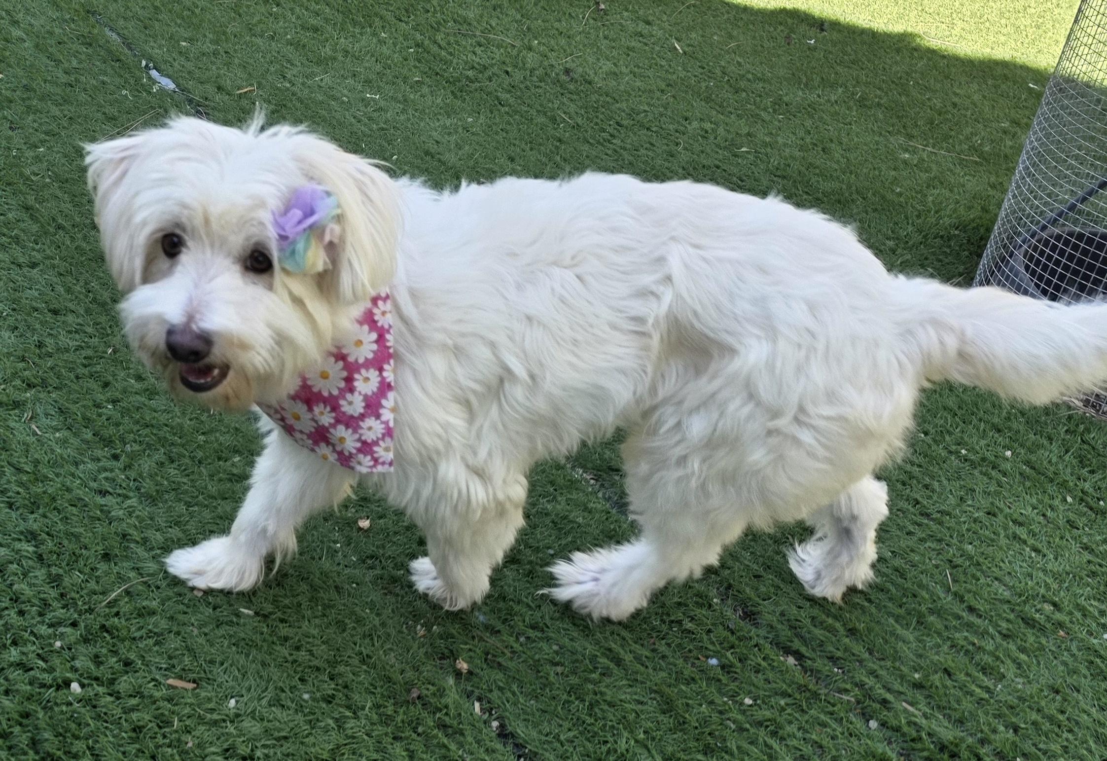 Enlarge Tessa, a Adoptable Maltipoo in Fallbrook, CA image 5/6