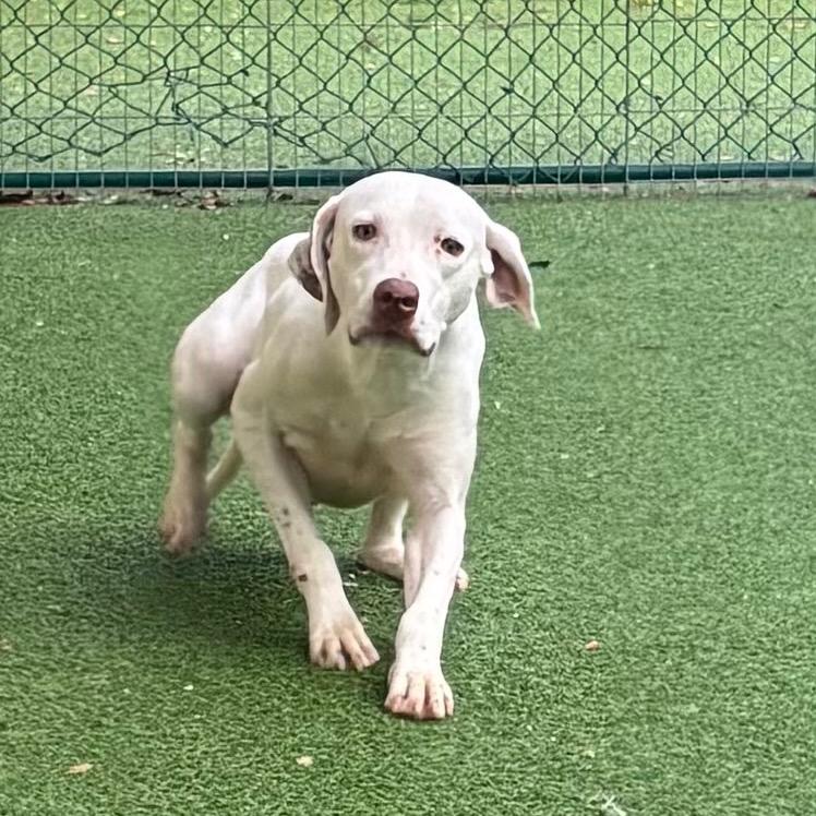Spookie 1174, Adoptable, Adult Male English Pointer.