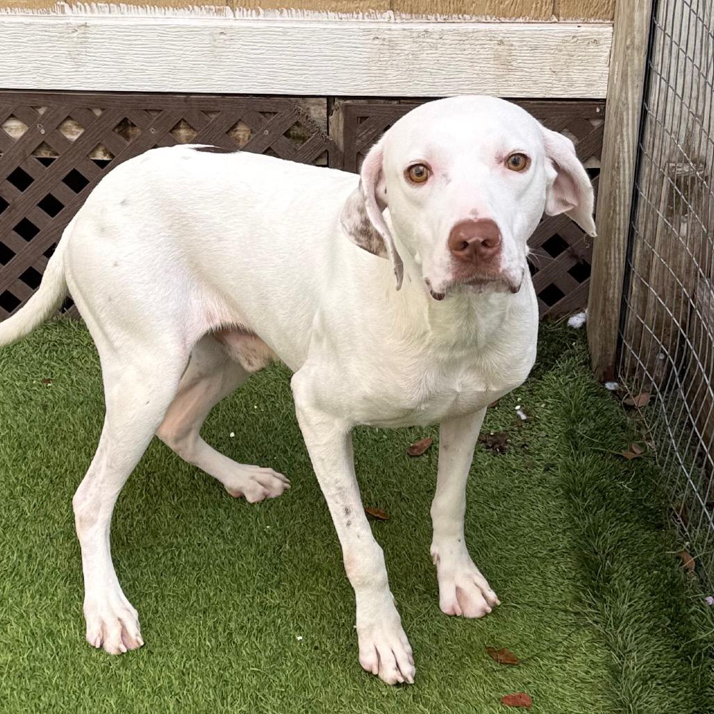 Enlarge Spookie 1174, a Adoptable English Pointer in LOXAHATCHEE, FL image 2/5