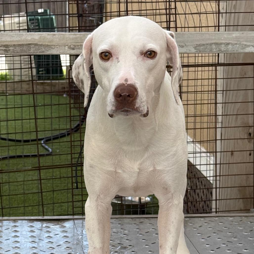 Enlarge Spookie 1174, a Adoptable English Pointer in LOXAHATCHEE, FL image 3/5