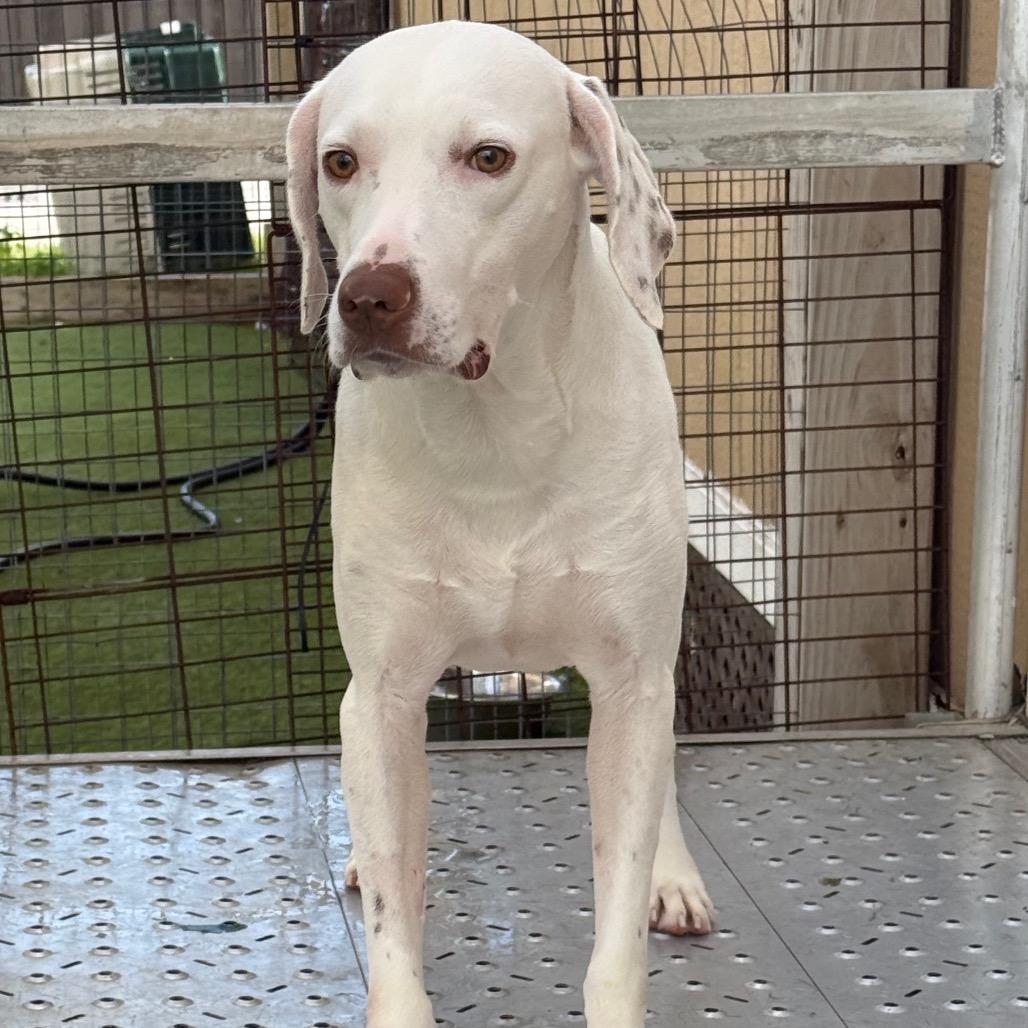 Enlarge Spookie 1174, a Adoptable English Pointer in LOXAHATCHEE, FL image 4/5