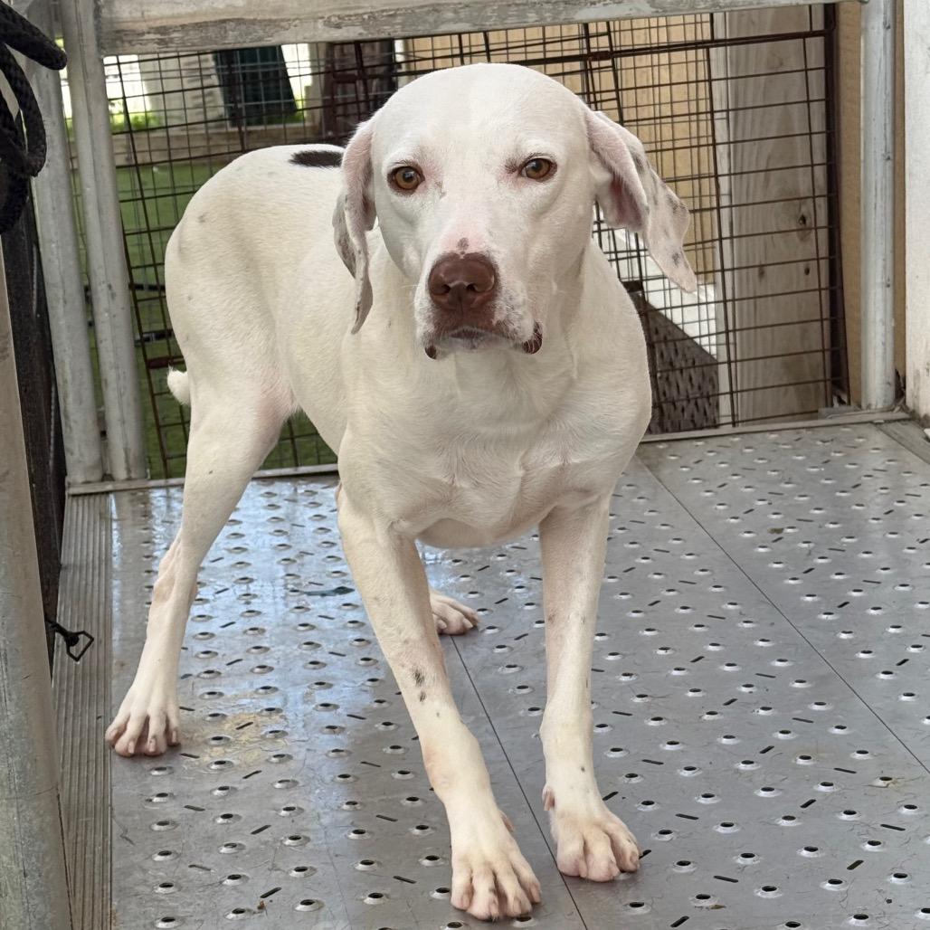 Enlarge Spookie 1174, a Adoptable English Pointer in LOXAHATCHEE, FL image 5/5