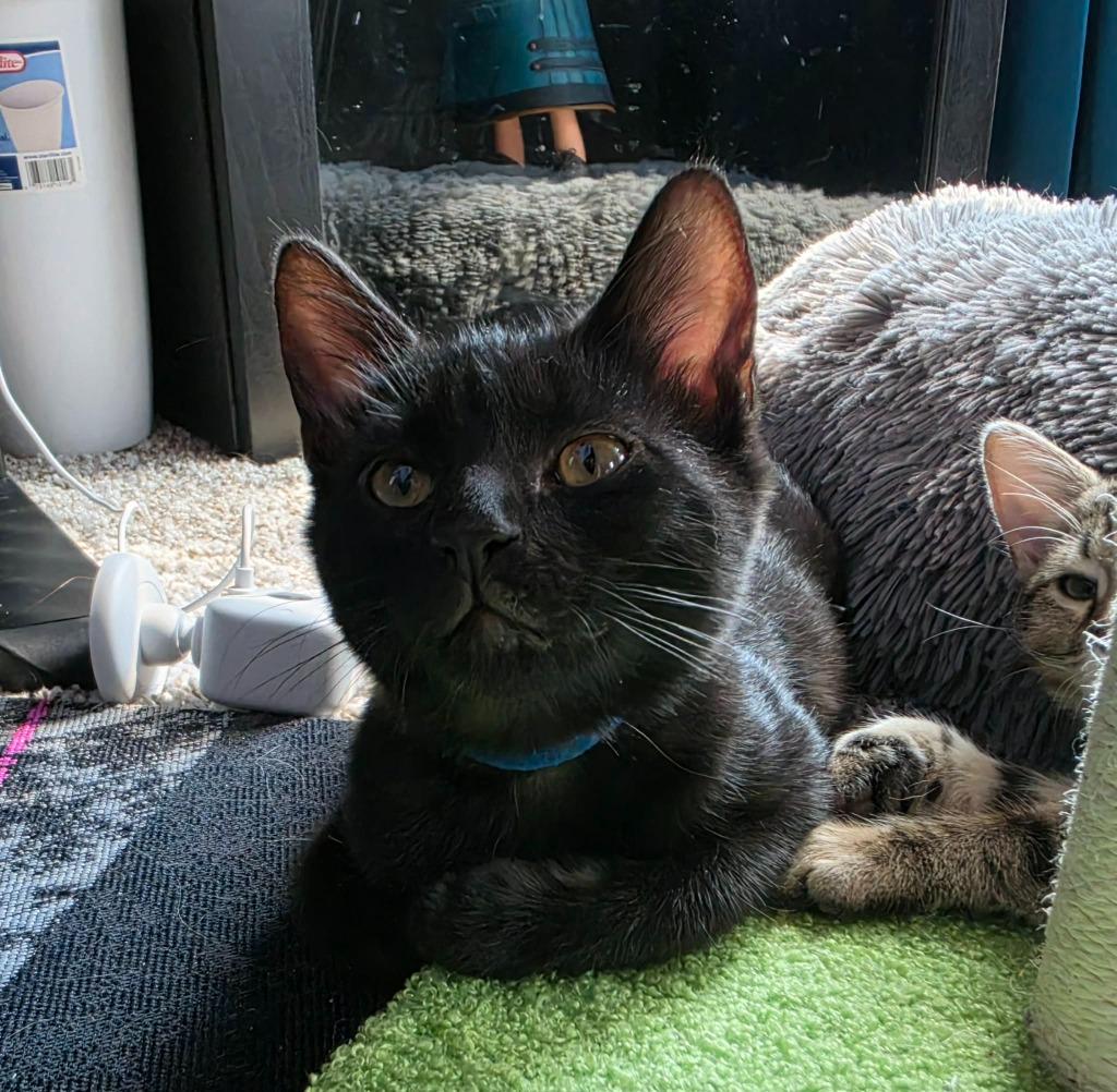 Enlarge Umbreon, a Adoptable mixed breed in Hoover , AL image 1/4
