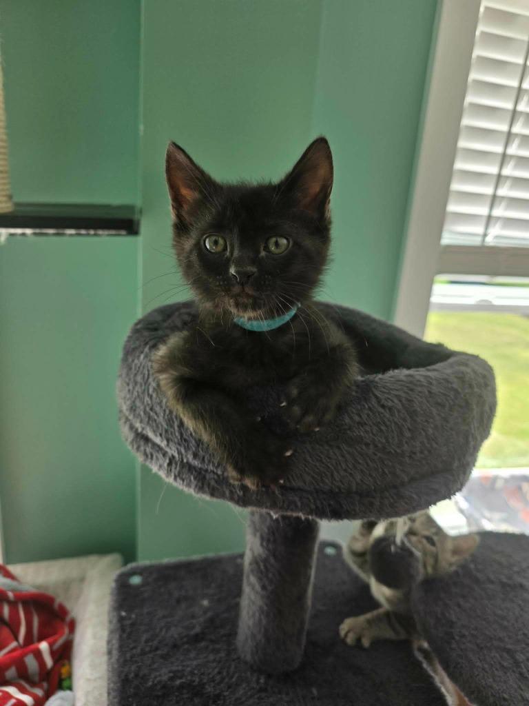 Enlarge Umbreon, a Adoptable mixed breed in Hoover , AL image 2/4