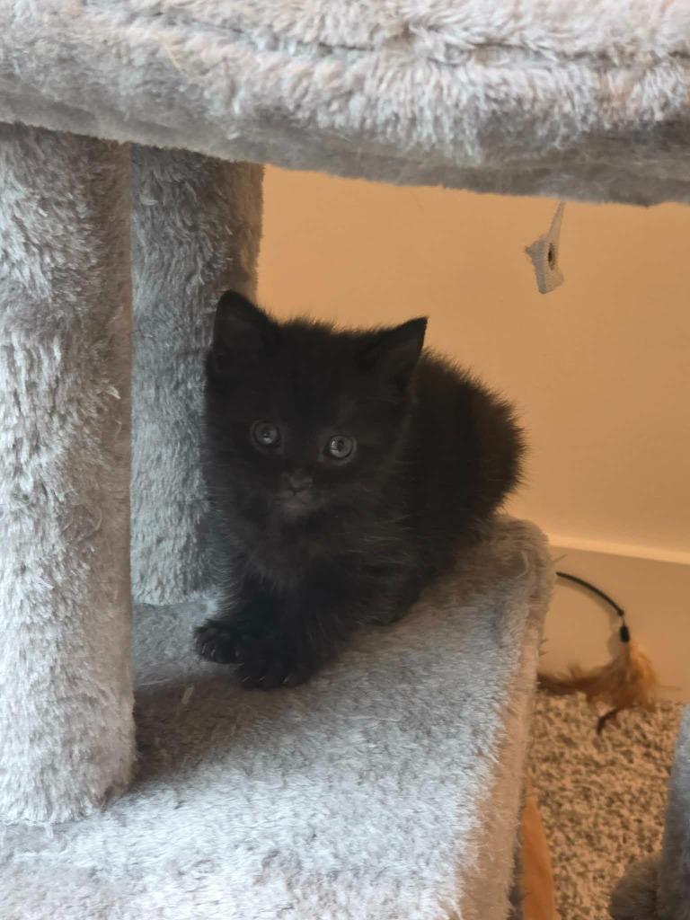 Enlarge Umbreon, a Adoptable mixed breed in Hoover , AL image 3/4