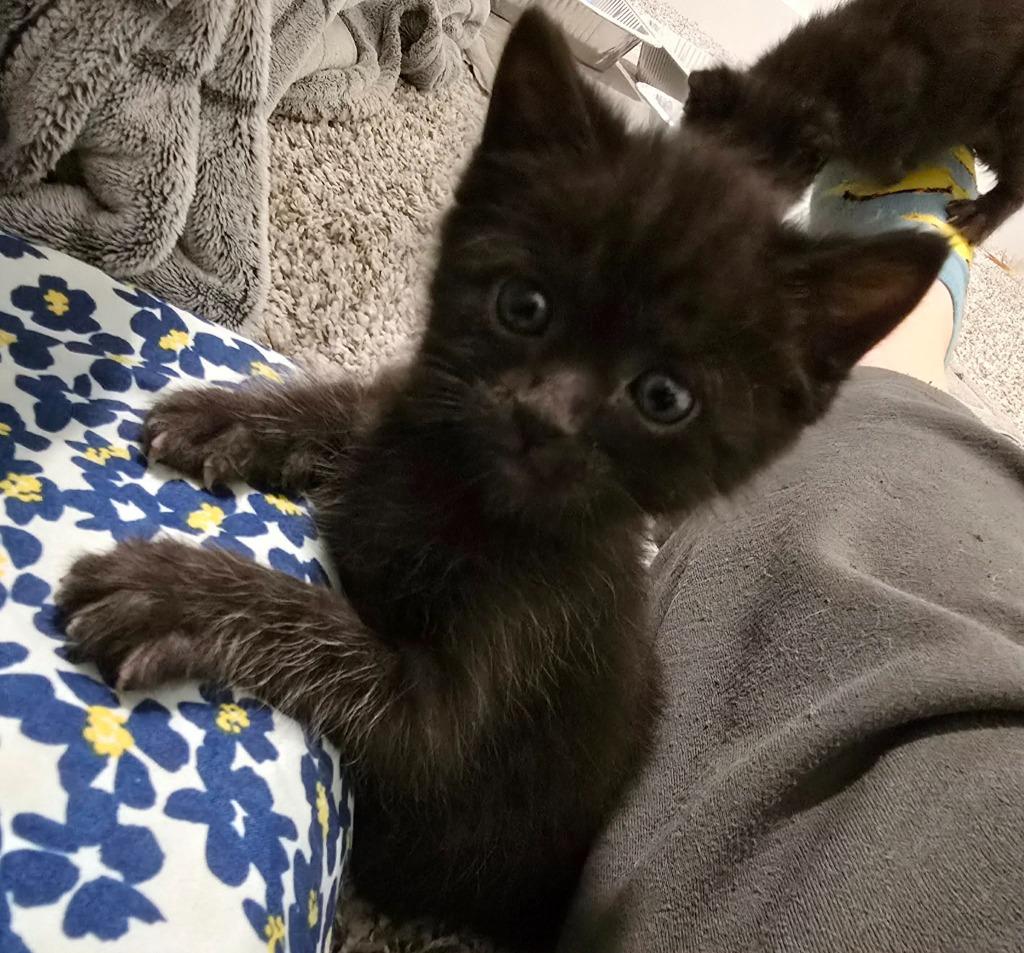 Enlarge Umbreon, a Adoptable mixed breed in Hoover , AL image 4/4