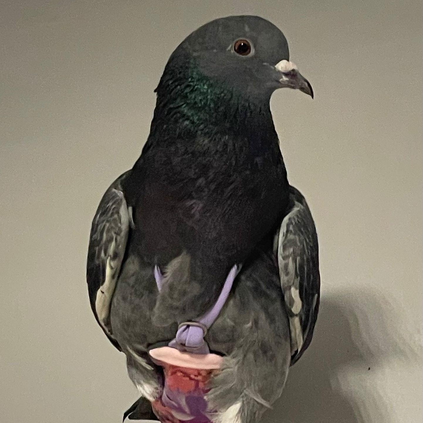 Uno, a Adoptable Pigeon in Chicago, IL image 3/3