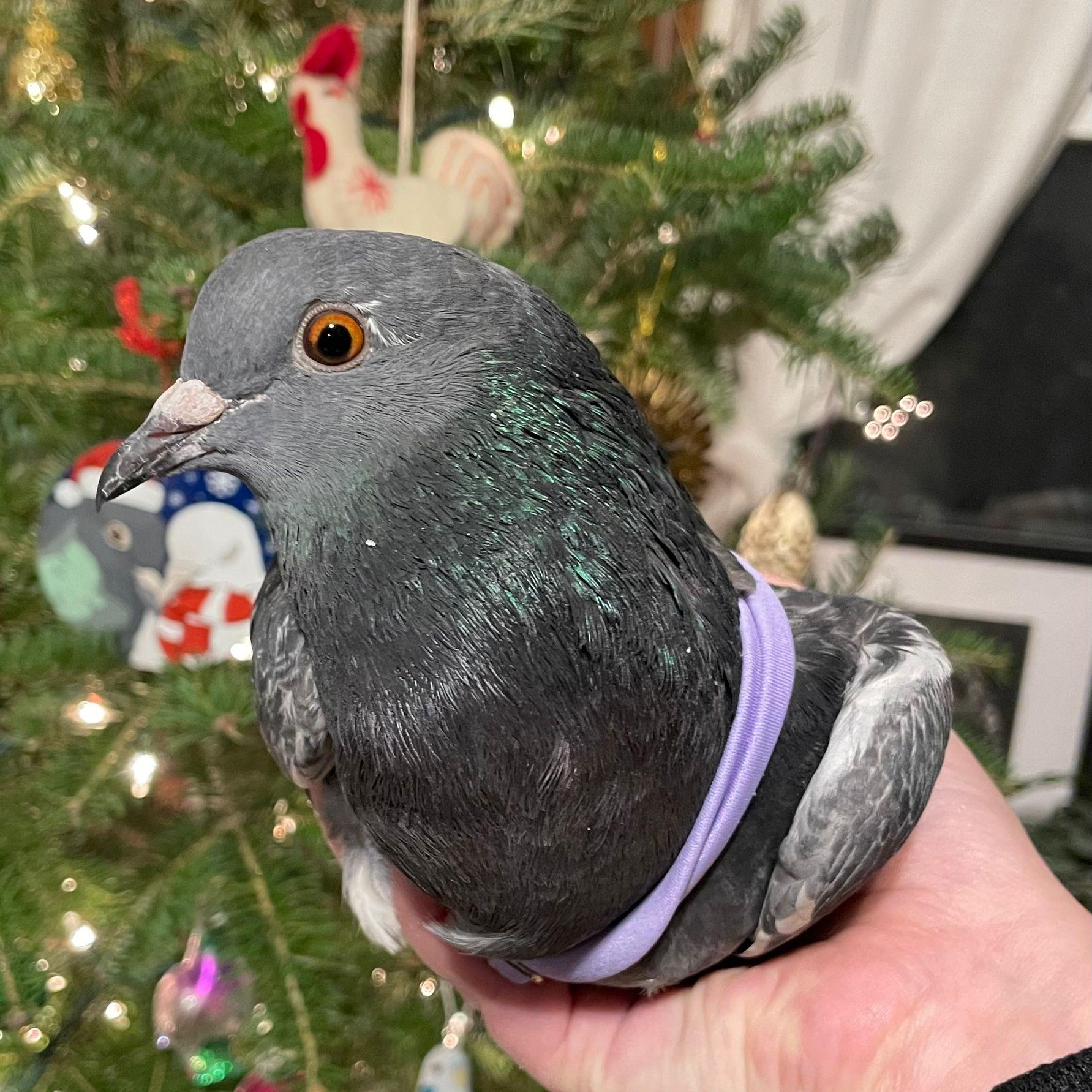Uno, a Adoptable Pigeon in Chicago, IL image 1/3