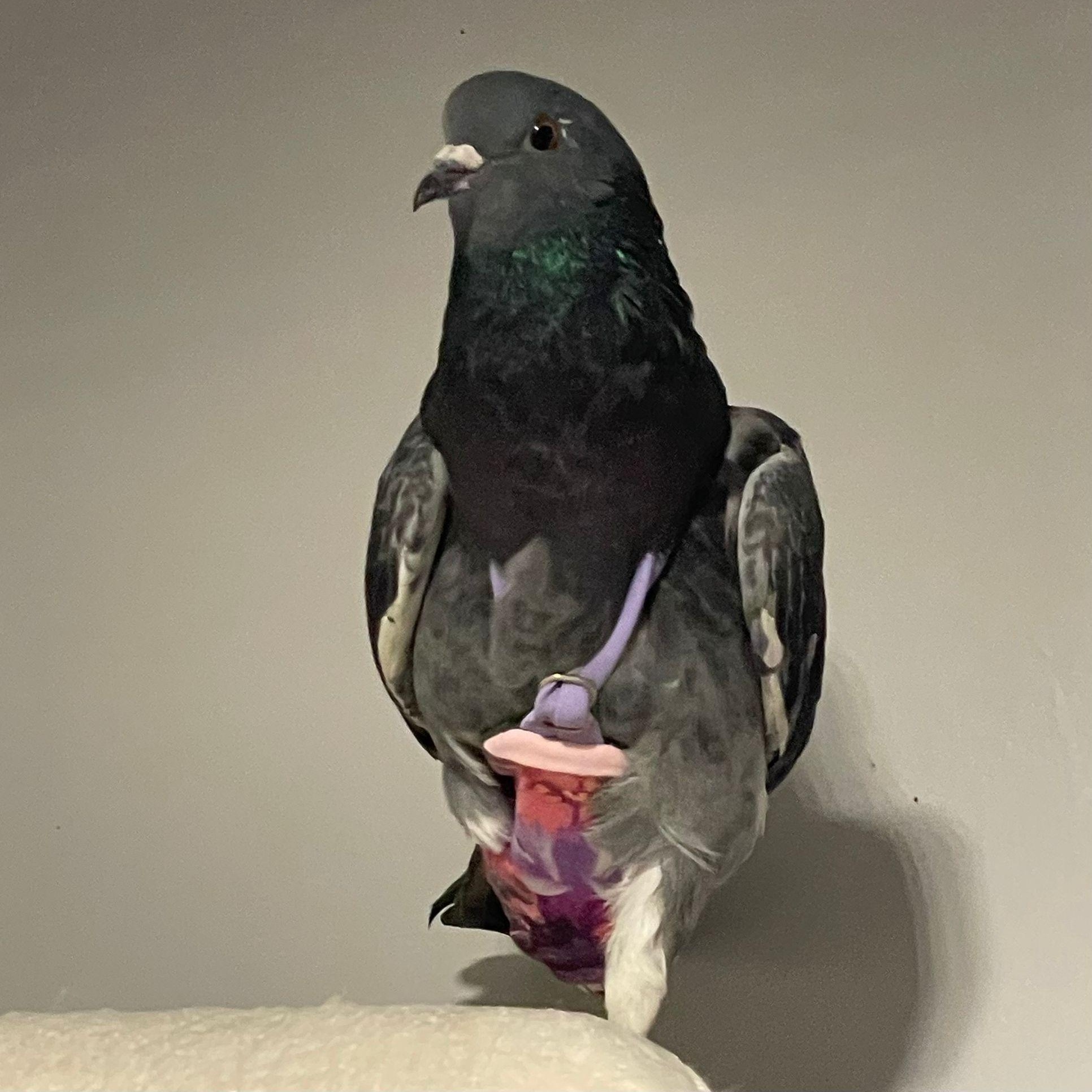 Uno, a Adoptable Pigeon in Chicago, IL image 2/3