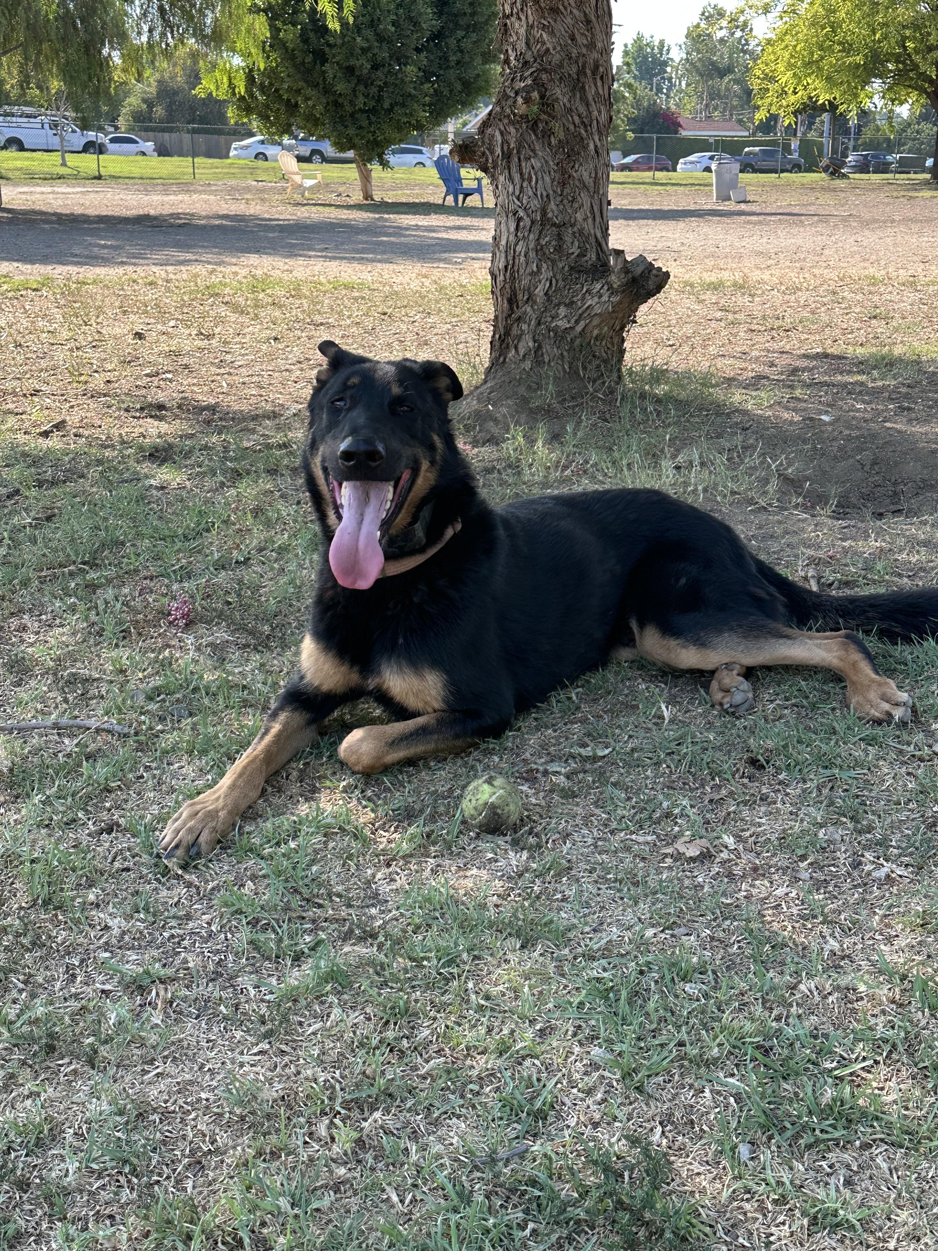 Enlarge Jake, a ADOPTABLE German Shepherd Dog in Studio City, CA image 2/3