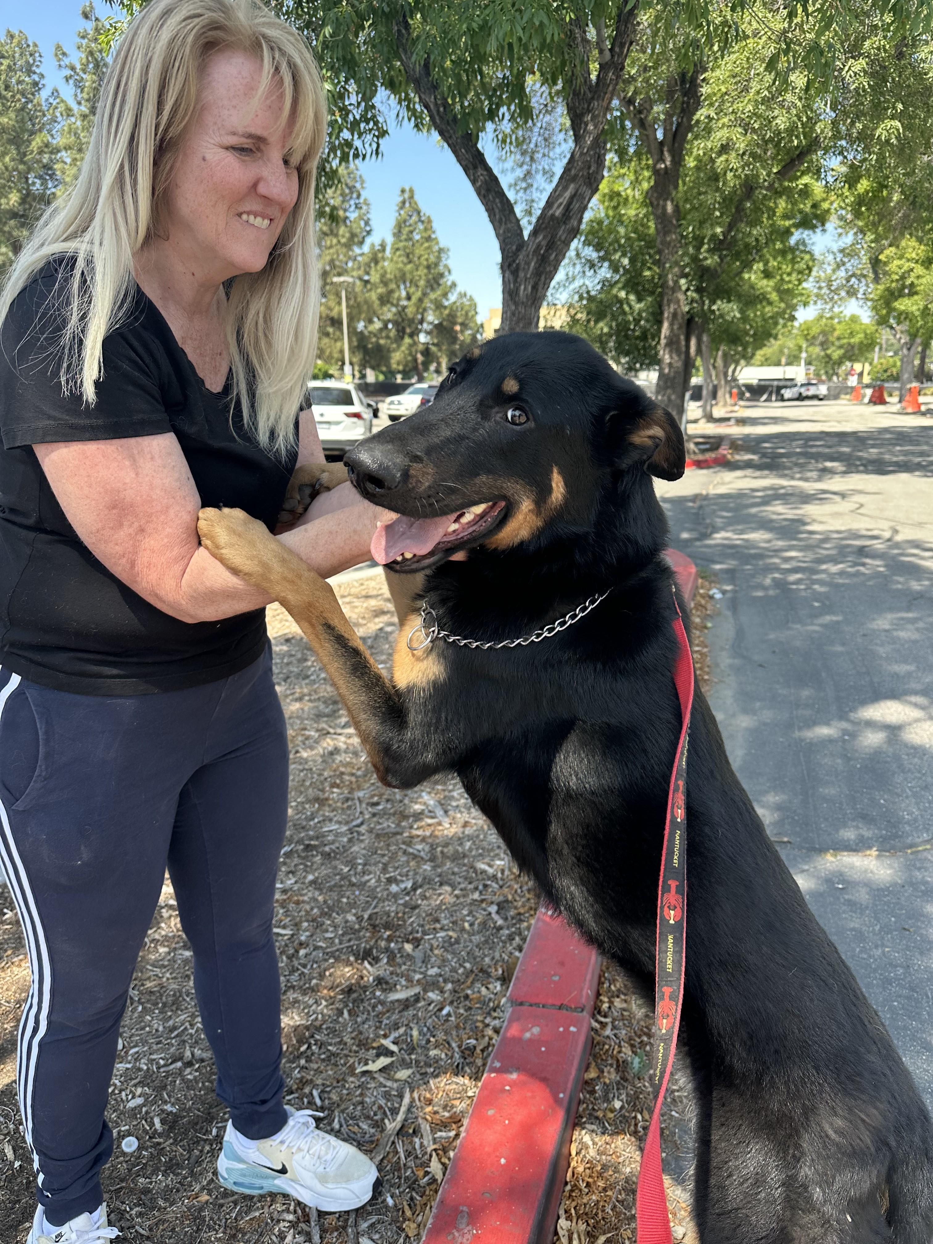 Jake, ADOPTABLE, Adult Male German Shepherd Dog.