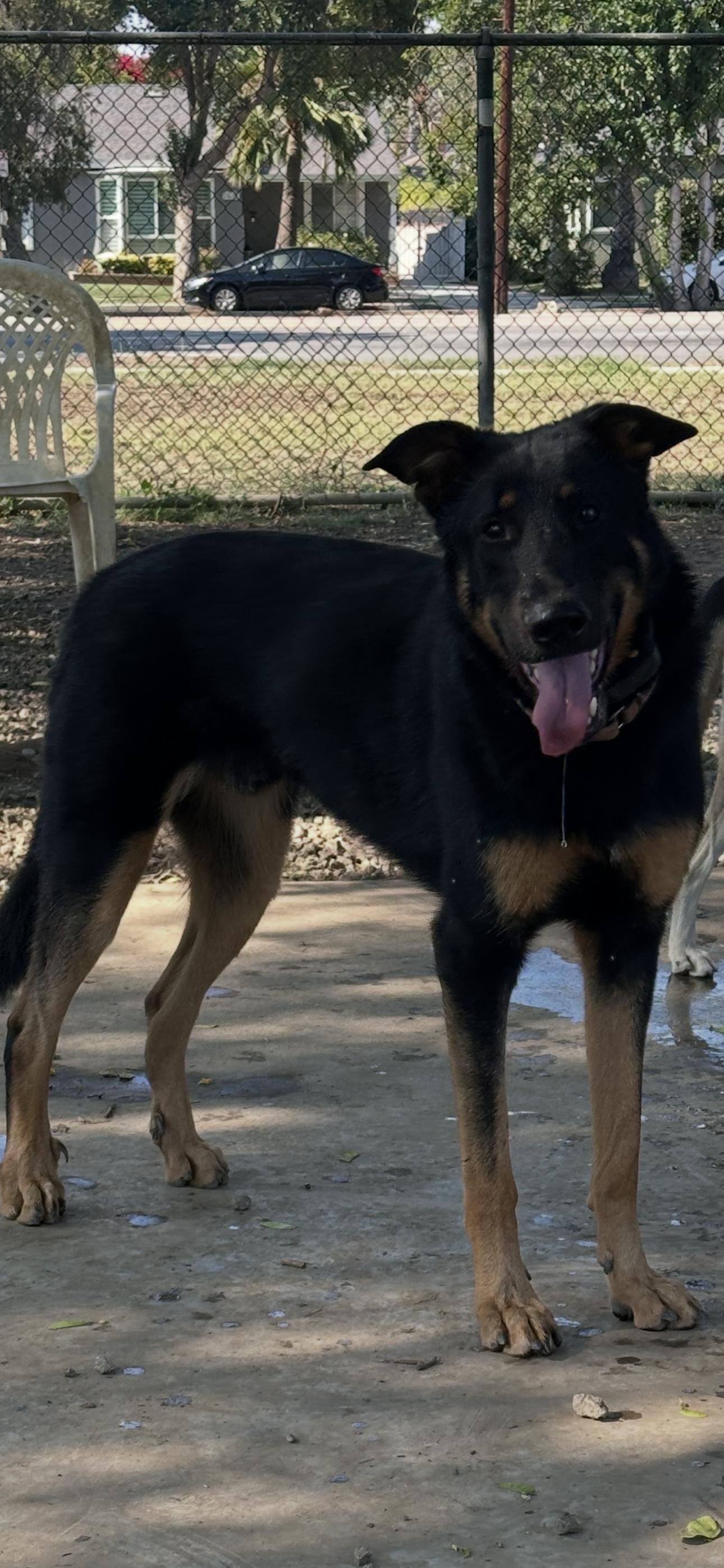 Enlarge Jake, a ADOPTABLE German Shepherd Dog in Studio City, CA image 3/3