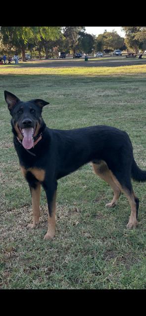 Jake, Adoptable, Adult Male German Shepherd Dog.