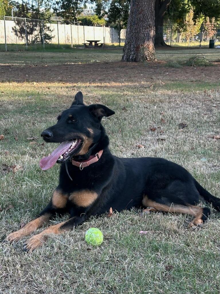 Enlarge Jake, a Adoptable German Shepherd Dog in Westlake Village, CA image 2/3