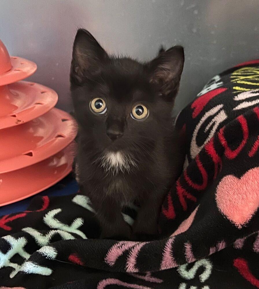 Sparkler, Adoptable, Kitten Female Domestic Short Hair.