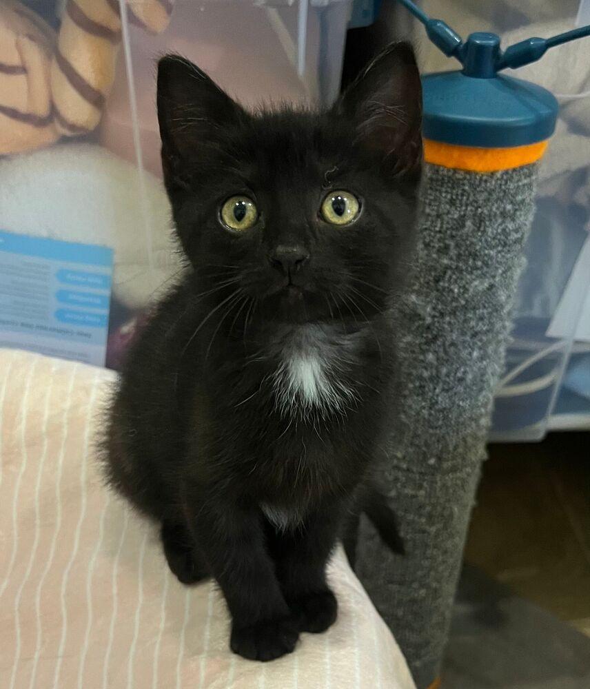 Enlarge Sparkler, a Adoptable Domestic Short Hair in McPherson, KS image 2/4