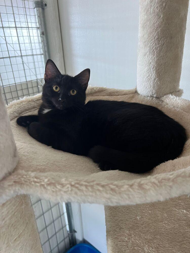 Enlarge Sparkler, a Adoptable Domestic Short Hair in McPherson, KS image 3/4