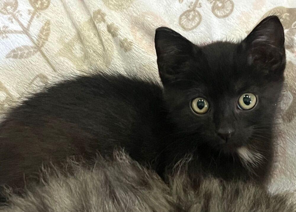 Enlarge Sparkler, a Adoptable Domestic Short Hair in McPherson, KS image 4/4