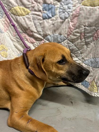 Coriander, Adoptable, Puppy Male Mastiff & Mixed Breed.