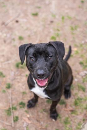 Panini, Adoptable, Adult Female Mixed Breed & Mixed Breed.