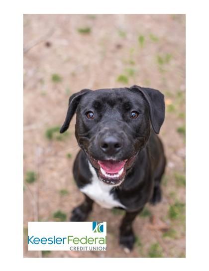 Panini, a Adoptable Mixed Breed in Covington, LA image 2/3