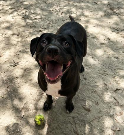 Panini, a Adoptable Mixed Breed in Covington, LA image 3/3