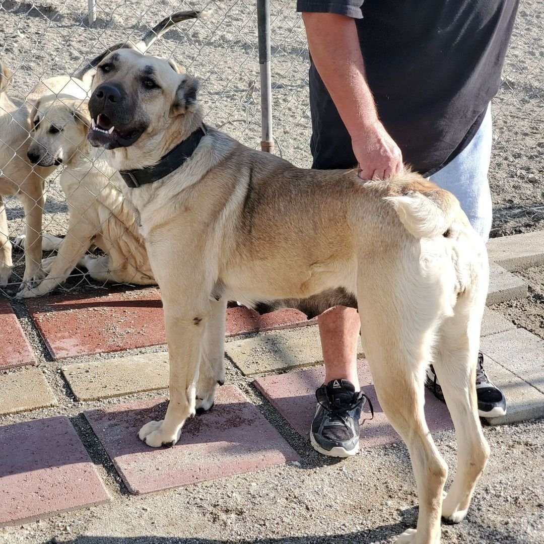 Samara, a Adoptable mixed breed in Wrightwood, CA image 1/6
