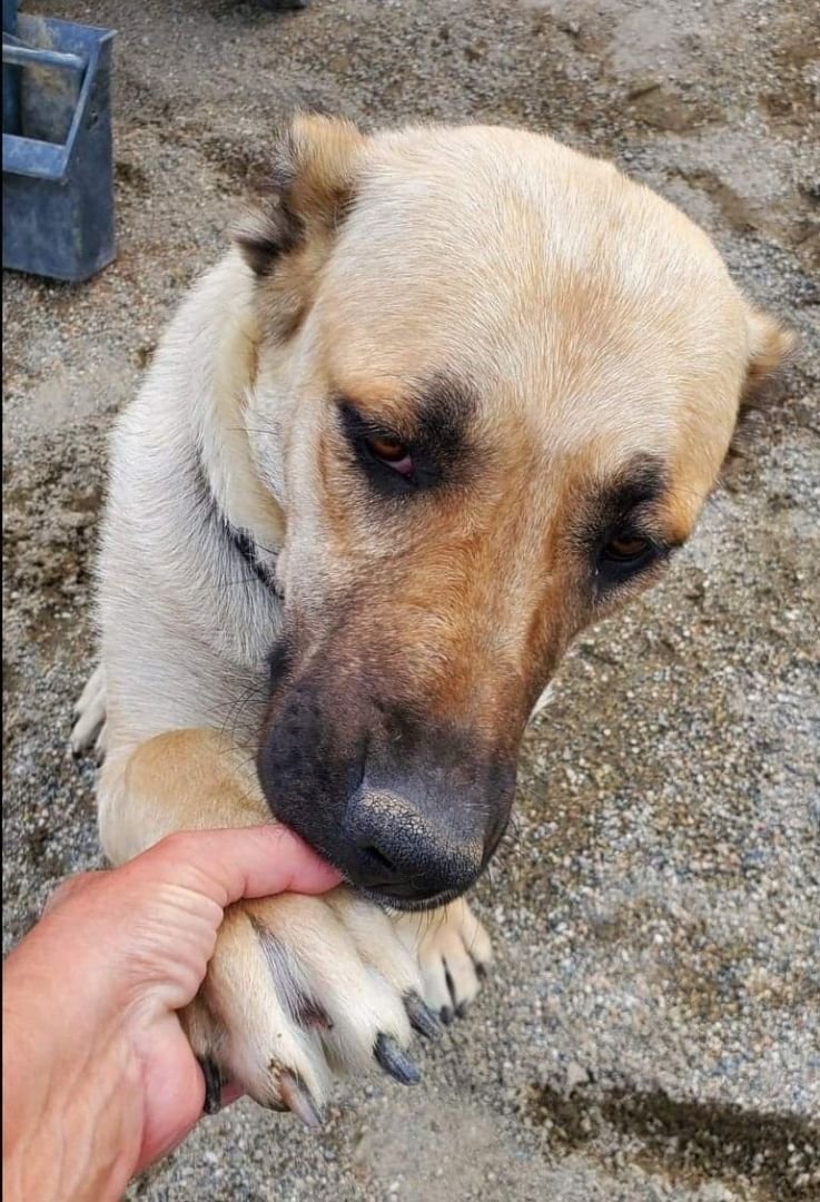 Samara, a Adoptable mixed breed in Wrightwood, CA image 2/6