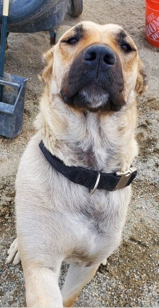 Samara, a Adoptable mixed breed in Wrightwood, CA image 3/6