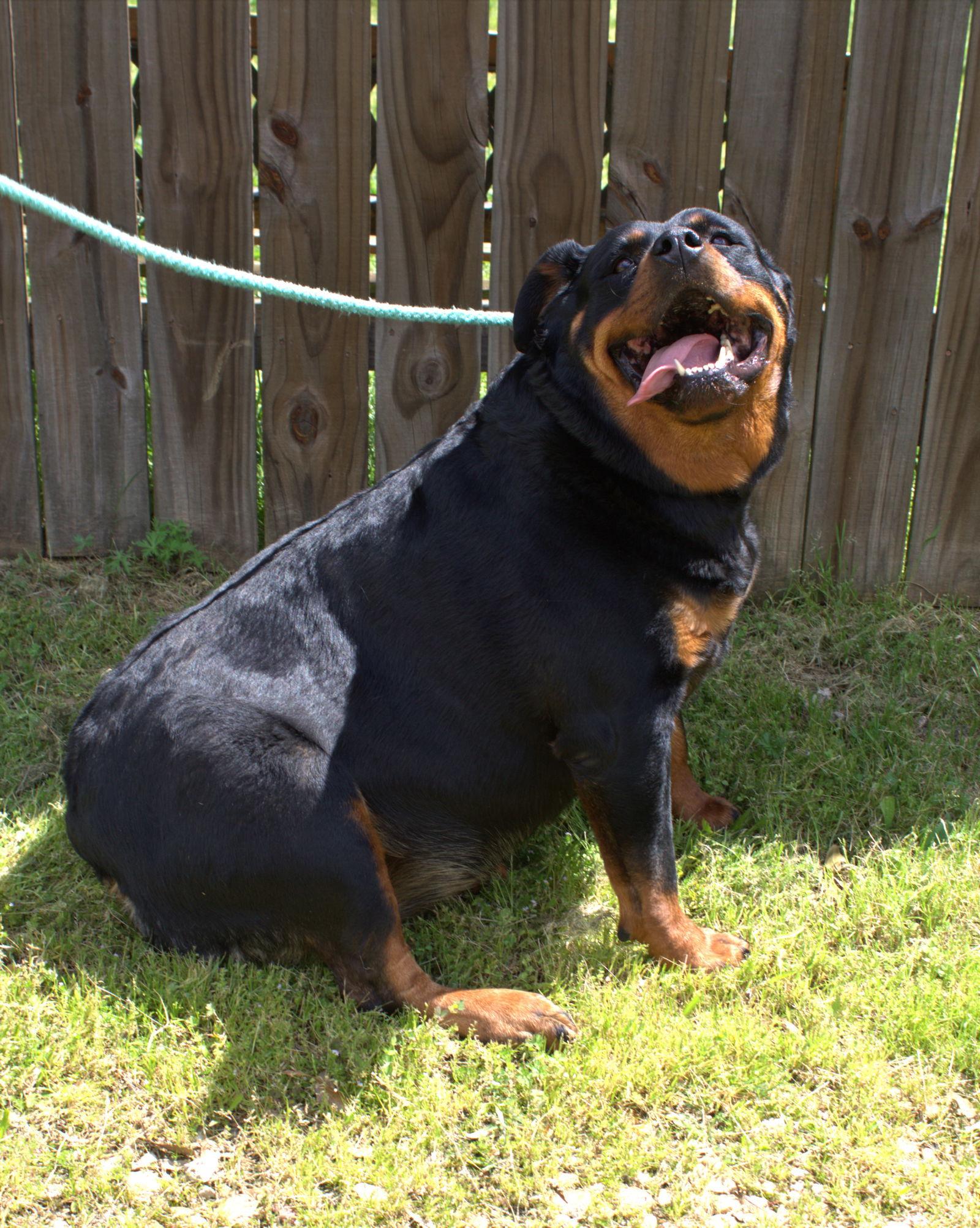 Enlarge Leona, a Adoptable Rottweiler in Jackson, MS image 1/3