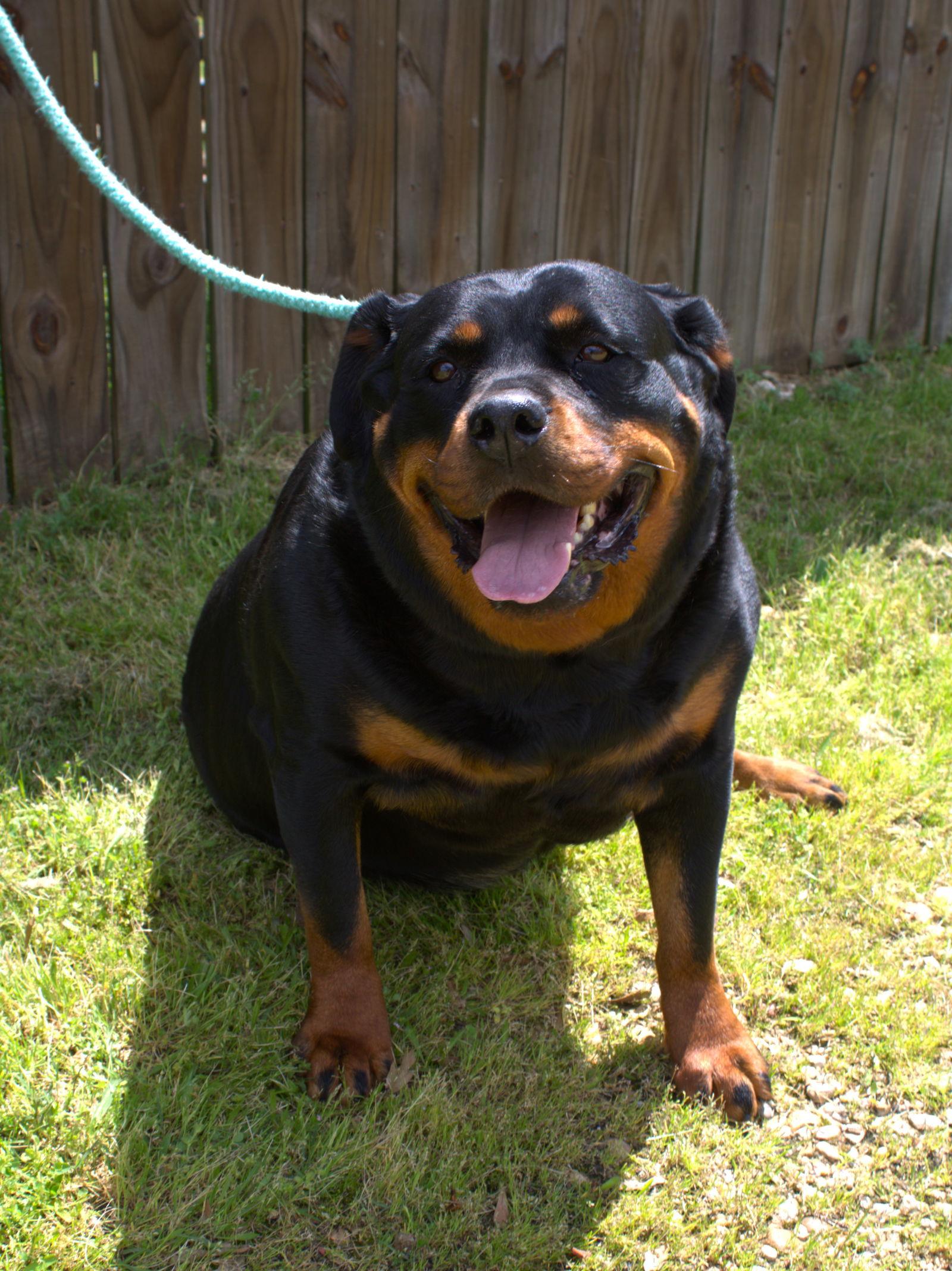 Enlarge Leona, a Adoptable Rottweiler in Jackson, MS image 2/3