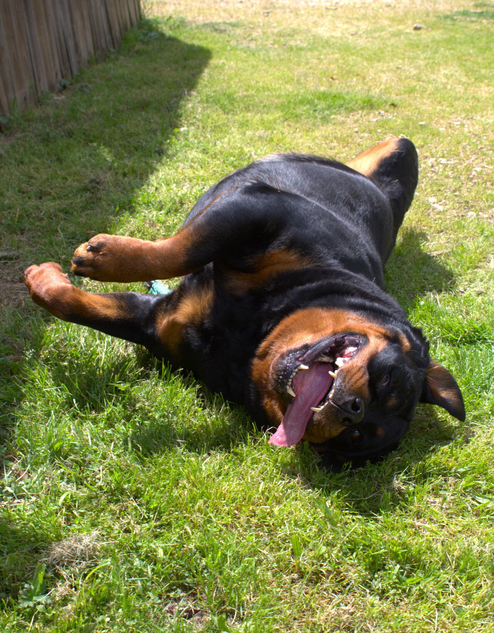 Enlarge Leona, a Adoptable Rottweiler in Jackson, MS image 3/3