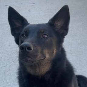 Stella, Adoptable, Adult Female Shepherd & Australian Cattle Dog / Blue Heeler.