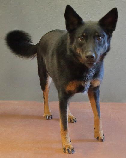 Enlarge Stella, a Adoptable mixed breed in Rapid City, SD image 2/4