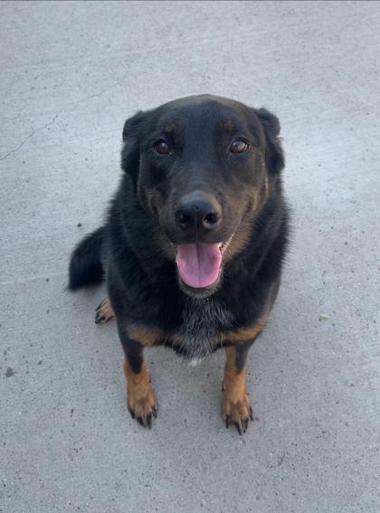Enlarge Stella, a Adoptable mixed breed in Rapid City, SD image 3/4