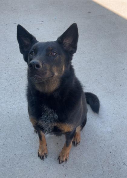 Enlarge Stella, a Adoptable mixed breed in Rapid City, SD image 4/4