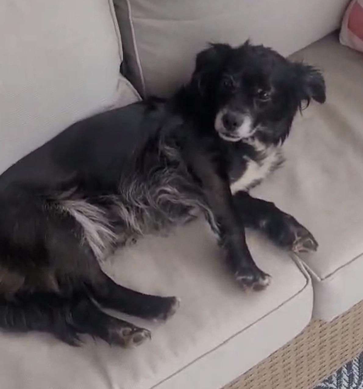 Enlarge Rylee (Sweetest Companion Girl), an adopted mixed breed in Newfoundland, PA image 2/4