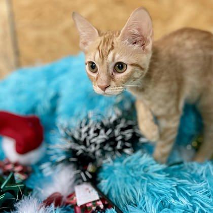 Billy — thumbnail 2