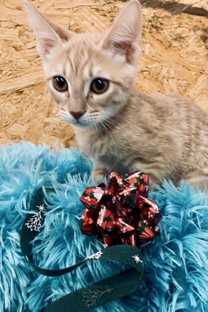 Billy — thumbnail 3