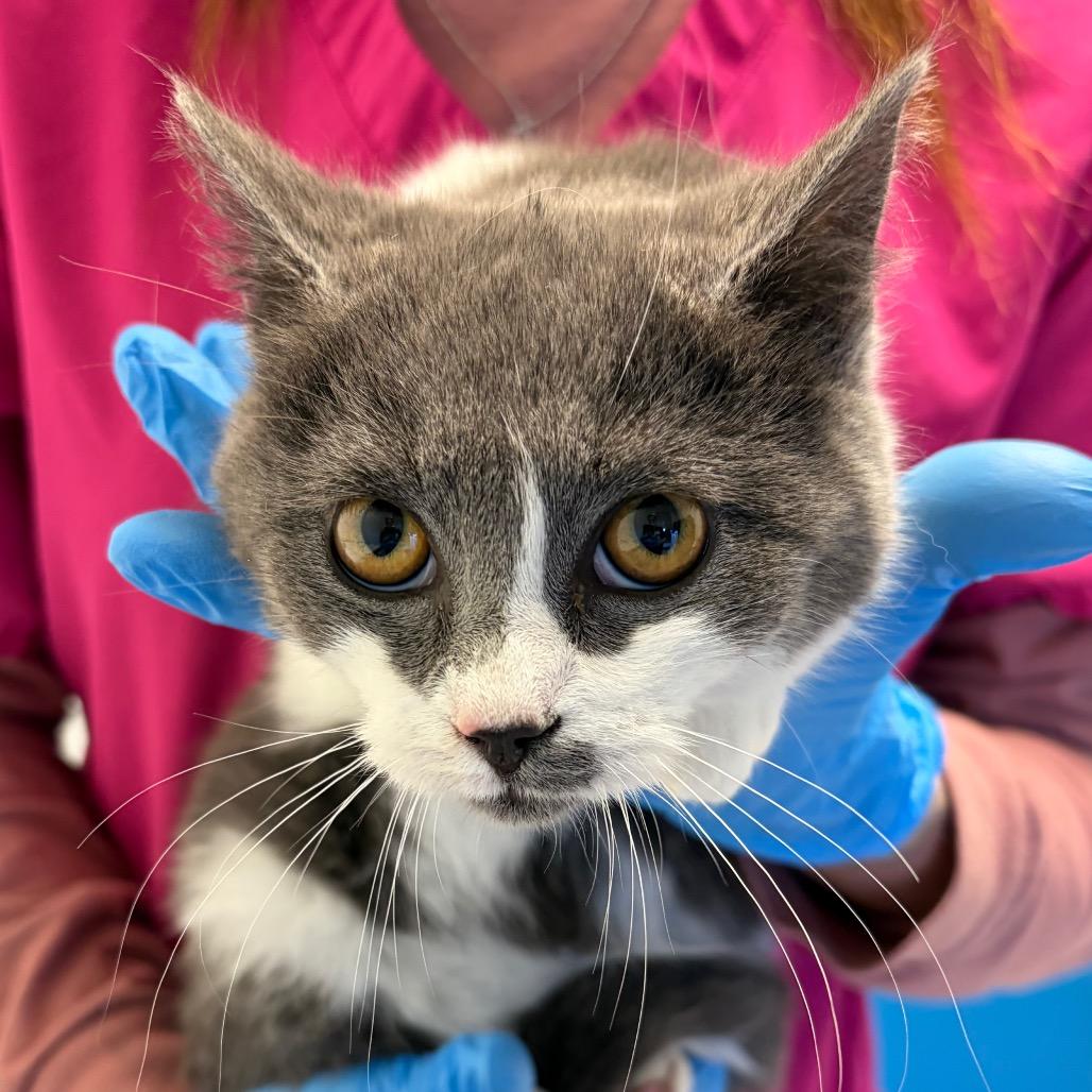 Sparkle, Adoptable, Kitten Female Domestic Short Hair.