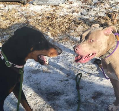 Bugsy, Adoptable, Puppy Male Mixed Breed & Mixed Breed.