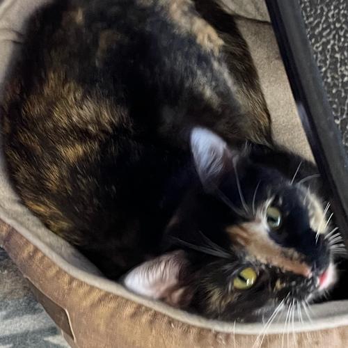 Vivian - Must Apply in Person !, Adoptable, Adult Female Domestic Short Hair.