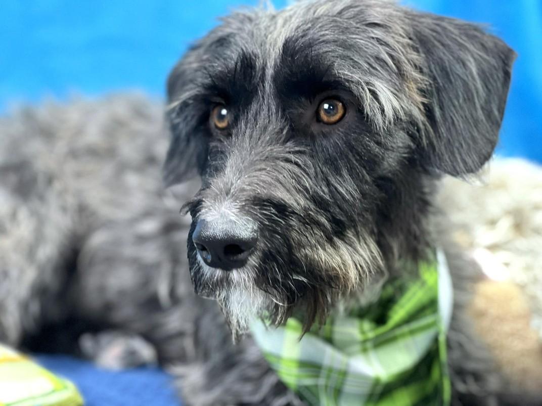 Charlie: A Survivor with a Rough Past and a Heart Ready to Heal, an adoptable Schnoodle, Schnauzer in Austin, TX, 78759 | Photo Image 1