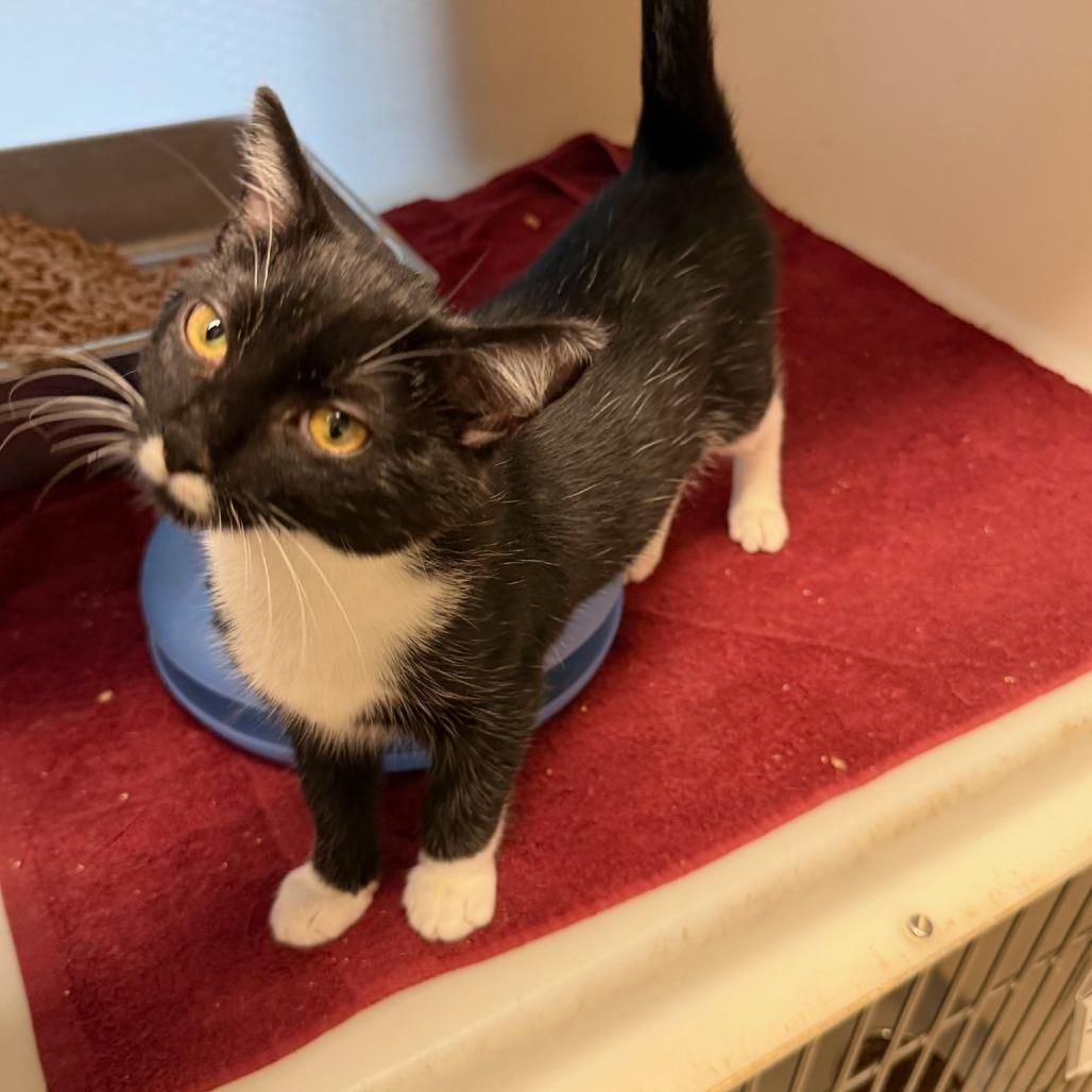 Fudge, Adoptable, Young Male Domestic Short Hair.
