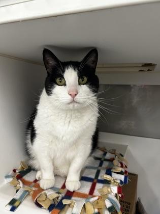 Thomas, Adoptable, Adult Male Domestic Short Hair & Domestic Short Hair.